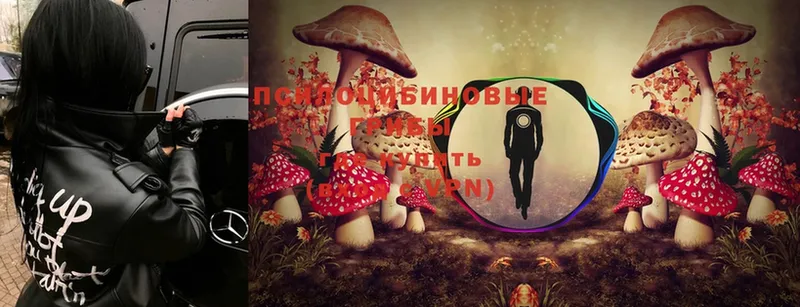 Псилоцибиновые грибы MAGIC MUSHROOMS Горно-Алтайск